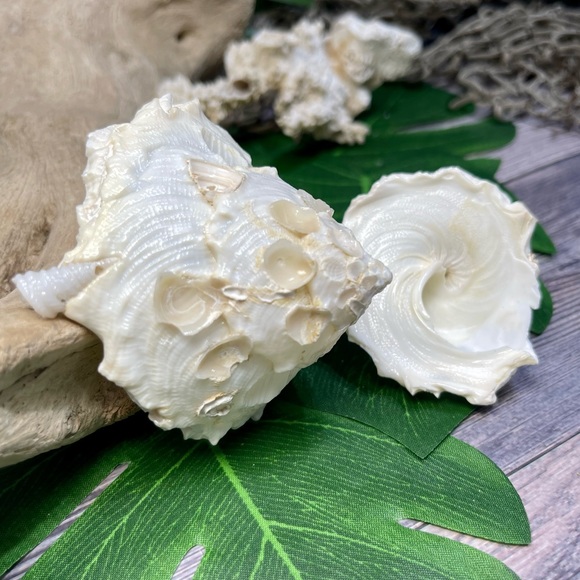 (2) RARE White Carrier Seashells Collector Shells Coastal Nautical Beach Decor - Picture 6 of 17